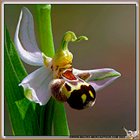OPHRYS